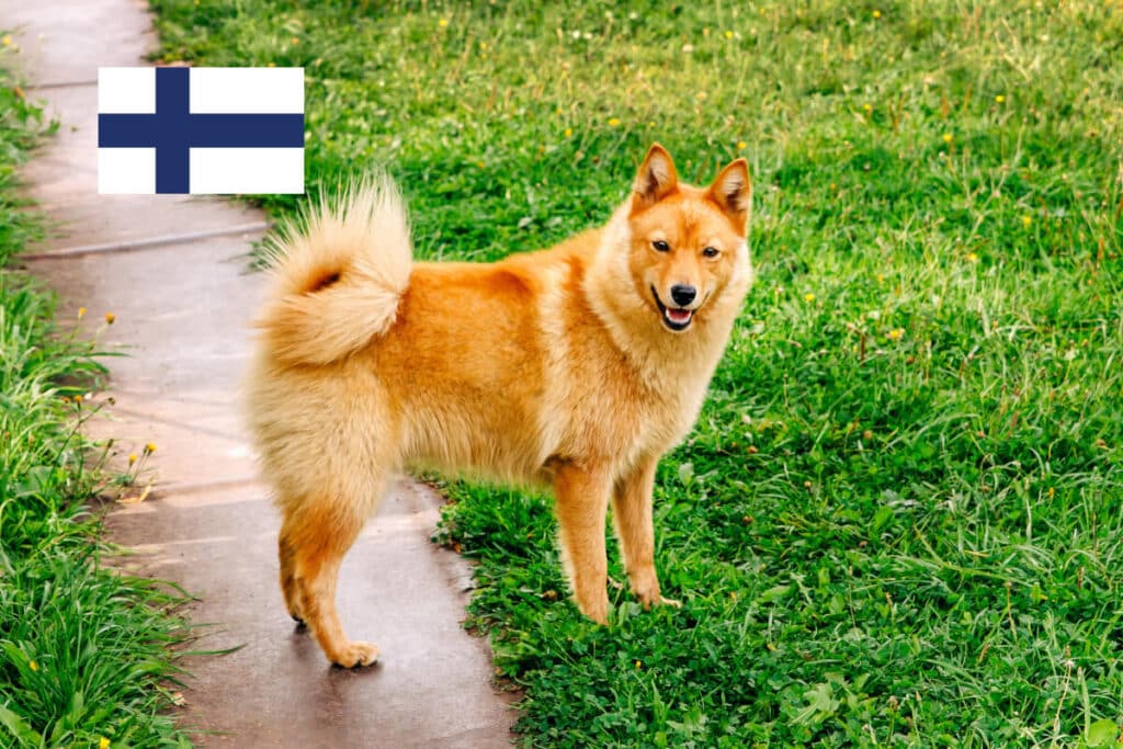 Finsk spets är en av fem finska hundraser