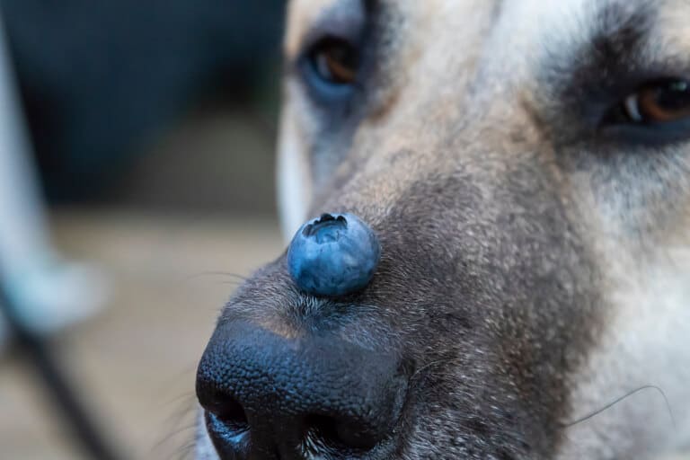 Närbild på en hund med ett blåbär på nosen
