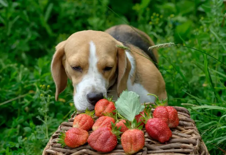 Hund som sniffar på en hög med jordgubbar