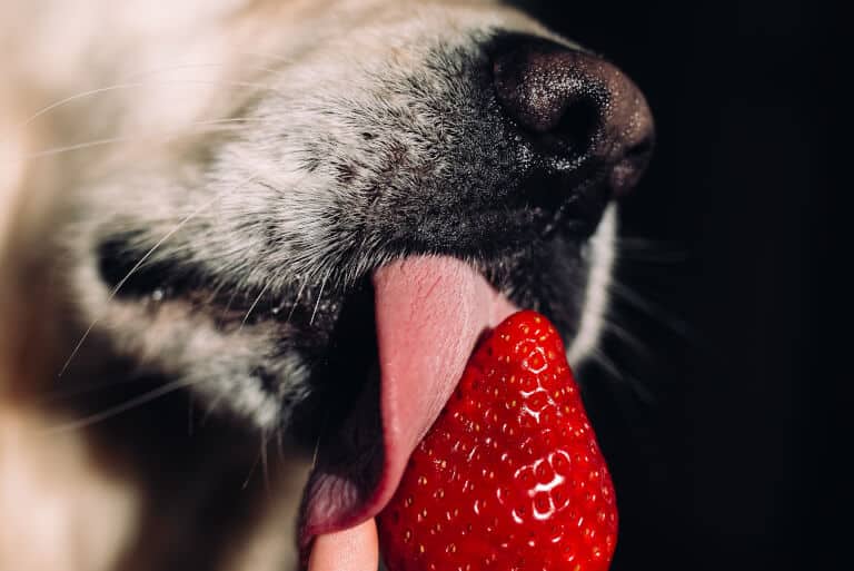 Närbild på en hund som slickar på en jordgubbe