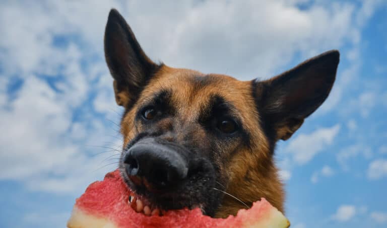 Hund som äter vattenmelon