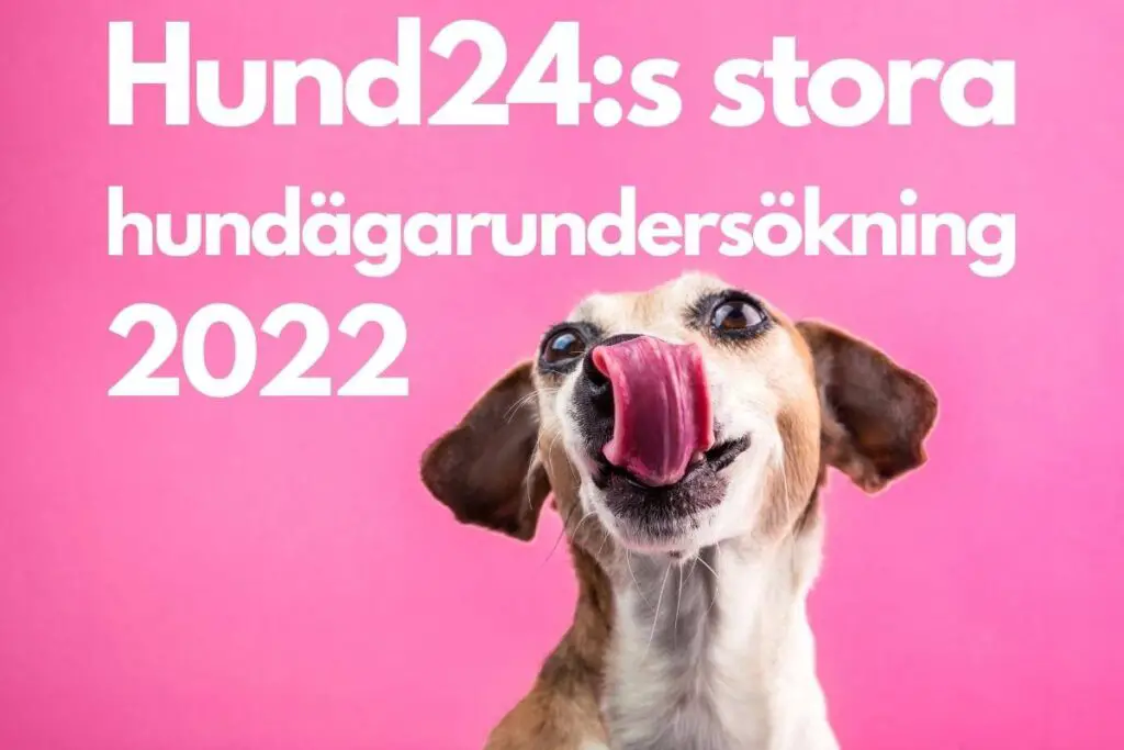 Hund24:s stora hundägarundersökning 2022 utvald bild