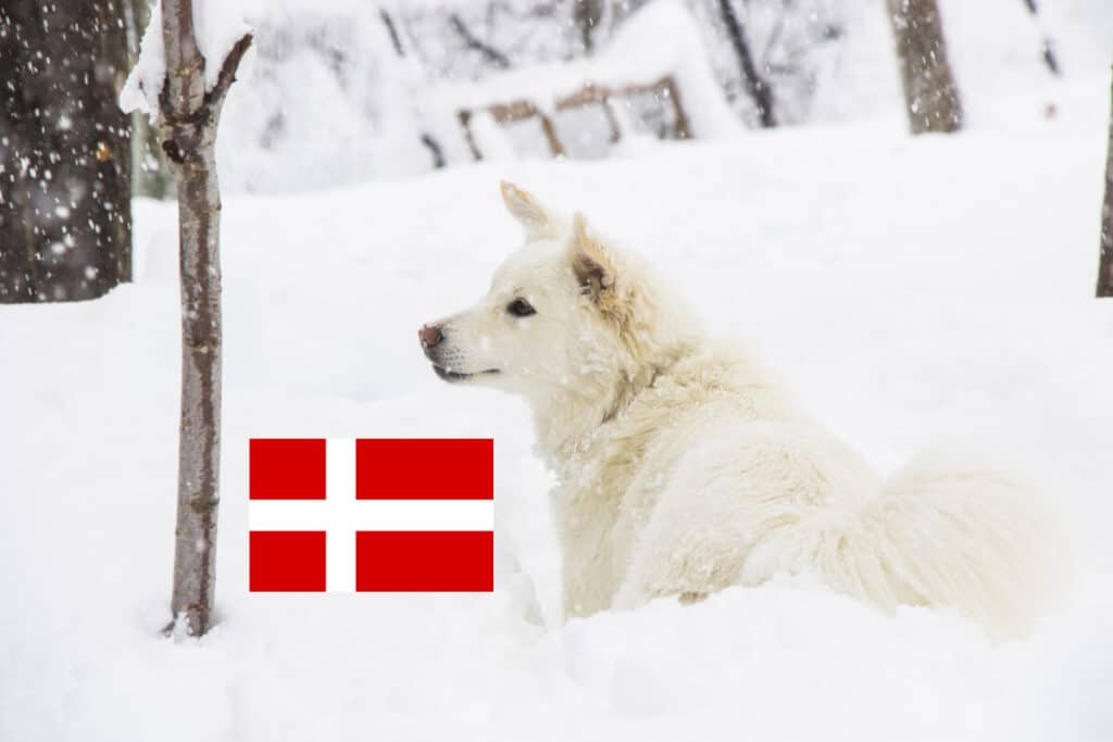 Dansk spids är en av de fem hundraserna från Danmark