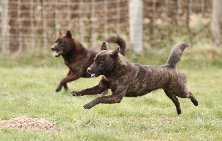 Två hundar av rasen kai som springer på ett inhägnat område