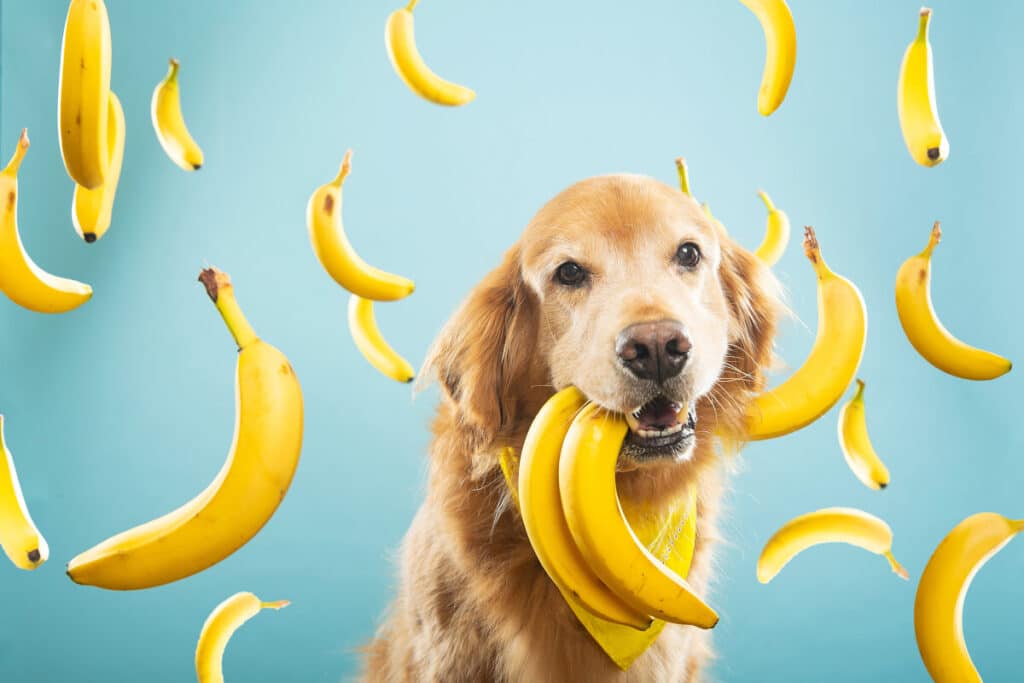 Hund som äter banan