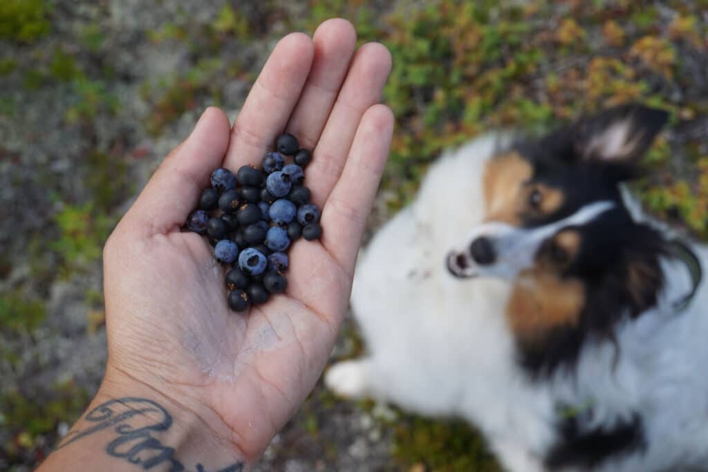 Hund som kan få äta blåbär