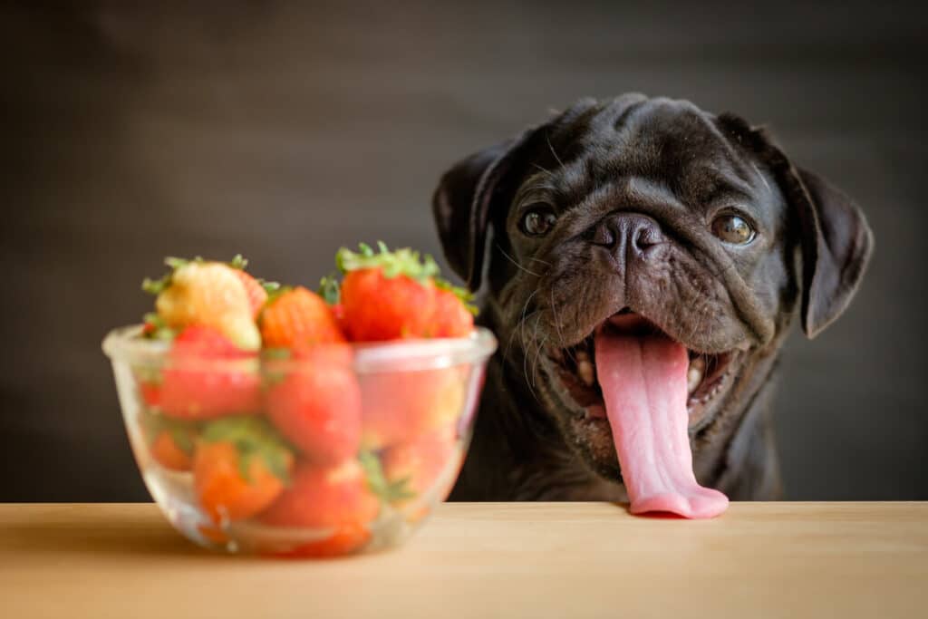 Hund som kan äta jordgubbar ur en skål