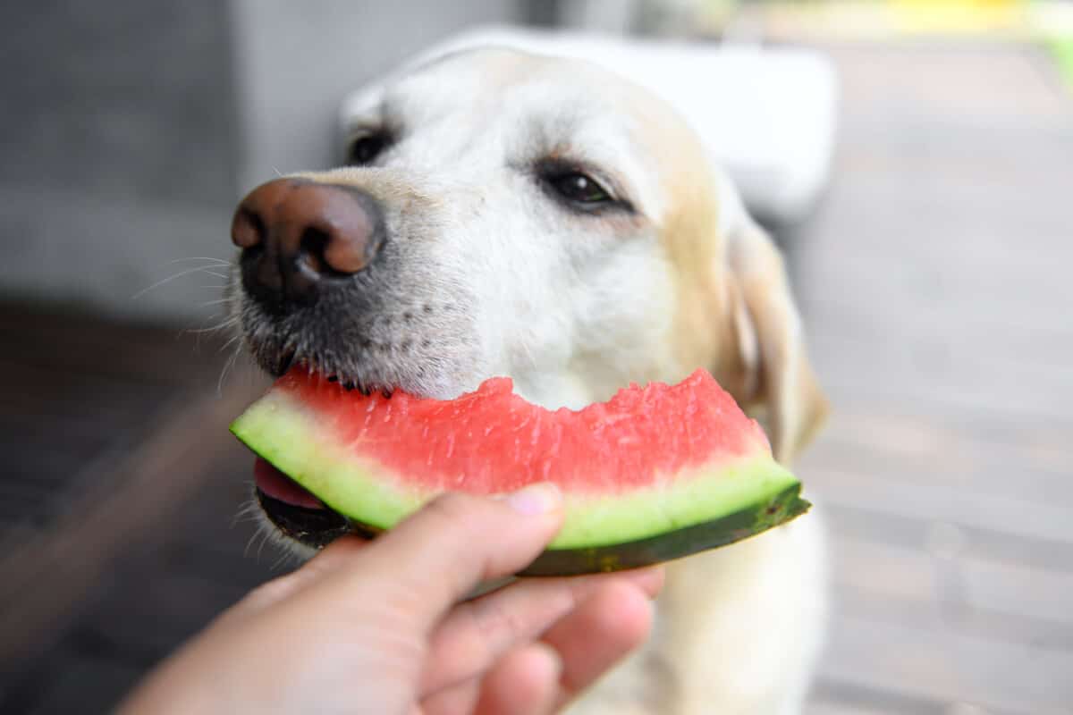 Hund som äter vattenmelon