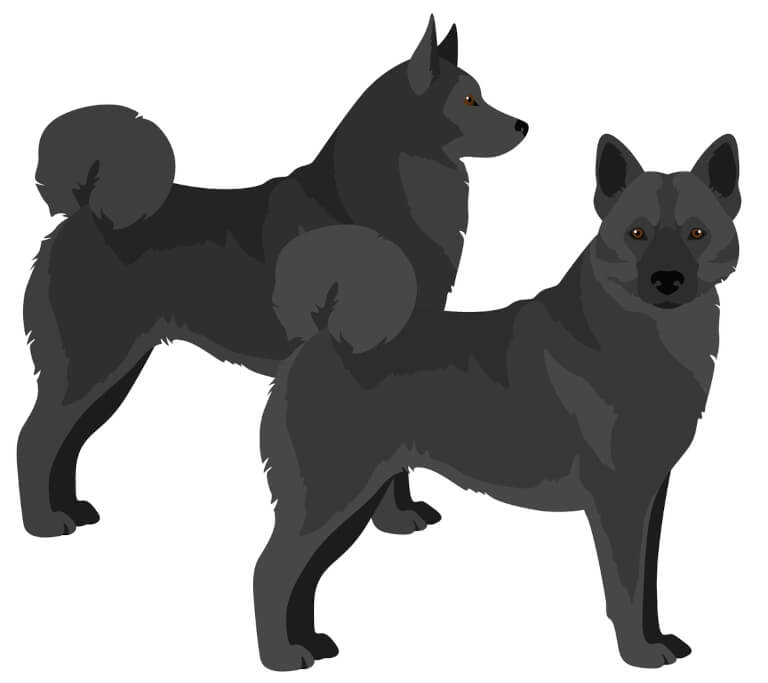 Illustration av norsk älghund, svart