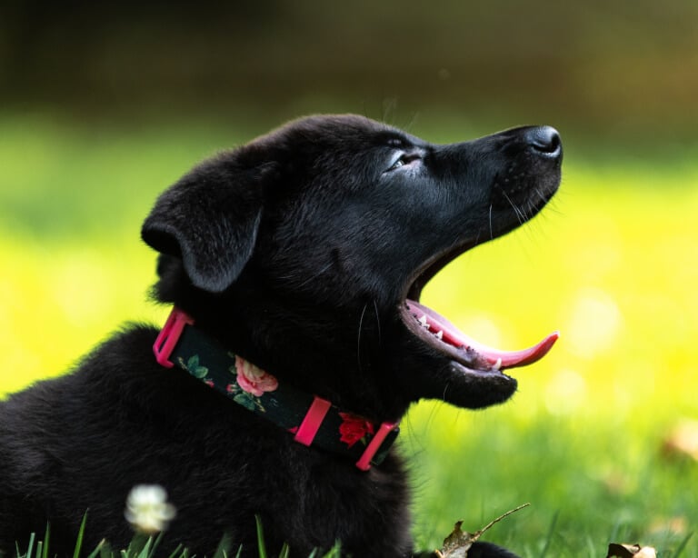 Norsk älghund, svart