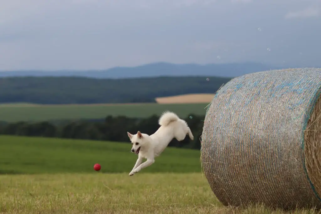 Norsk buhund som leker med en boll