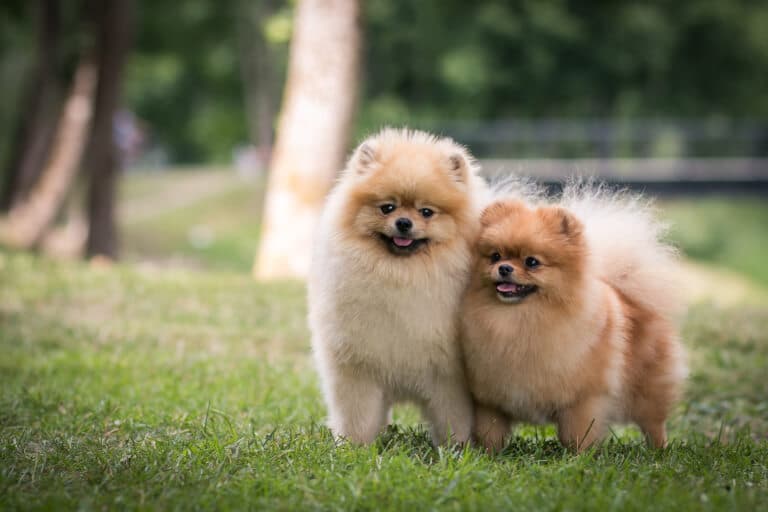 Två hundar av rasen pomeranian