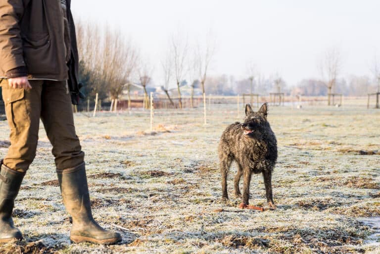 Strävhårig hollandse herdershond som väntar på sin ägares kommando