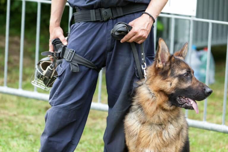 Närbild på en polis som håller en tysk schäferhund i koppel