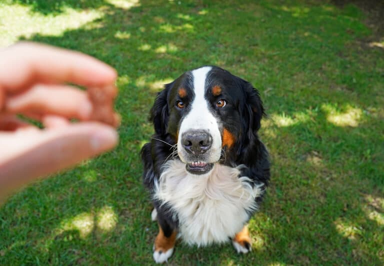 Hund som tittar på ett hundkex som ägaren håller i handen