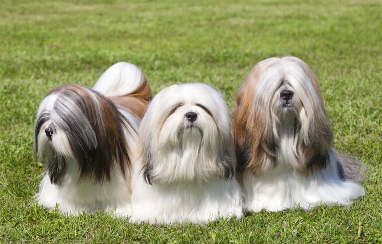 Tre hundar av rasen lhasa apso
