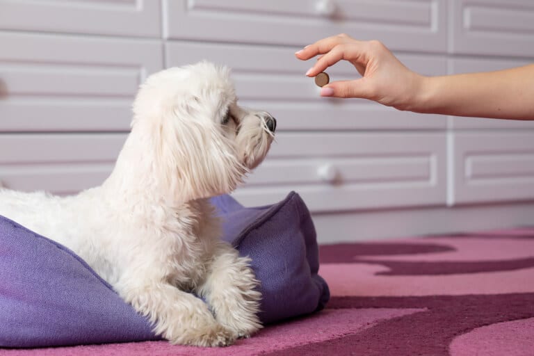 Malteser som ligger i sin hundbädd och tittar på en tablett som ägaren ger hunden
