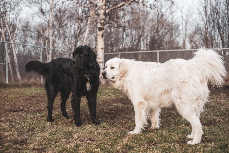 En newfoundlandshund och en pyrenéerhund