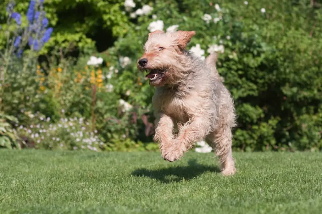 Otterhound som springer i trädgården