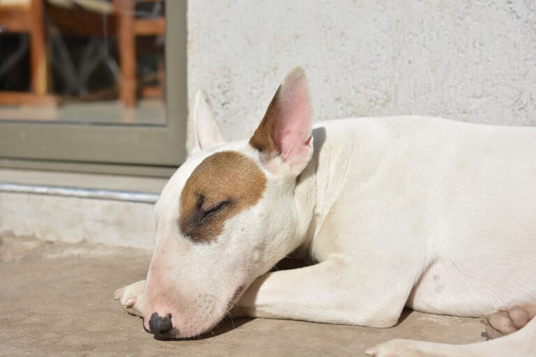 Bullterrier som ligger och sover utanför ett hus