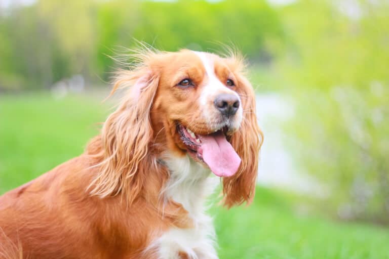 Närbild på en hund som har sin tunga utsträckt