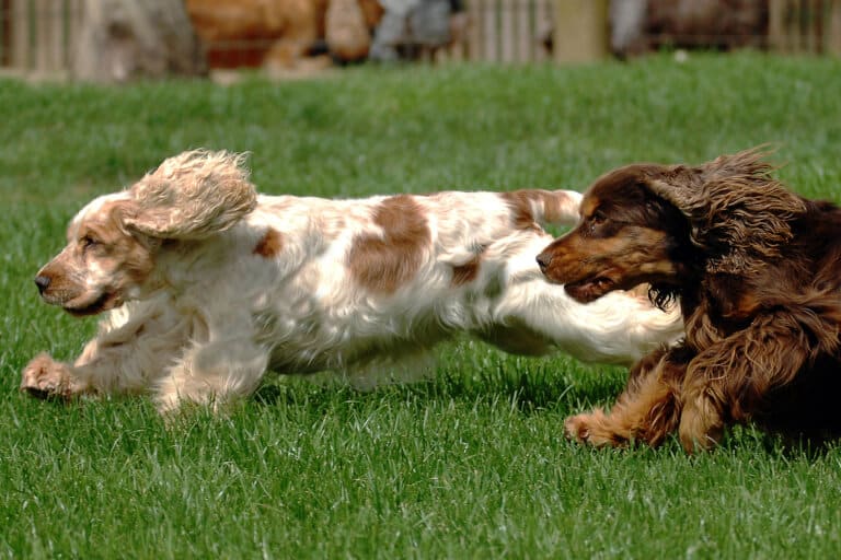 Två hundar av rasen cocker spaniel som springer i gräset