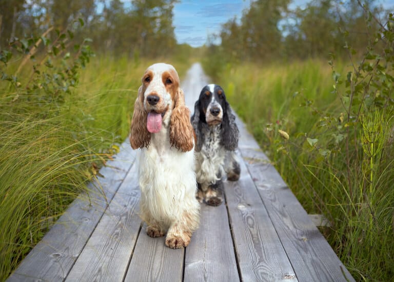 Två hundar som går på en spång i naturen
