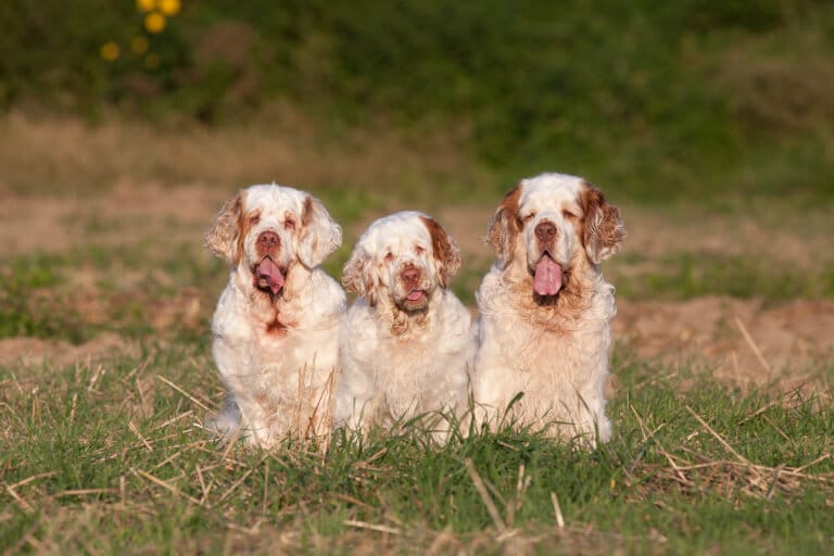 Tre hundar av rasen clumber spaniel som sitter bredvid varandra