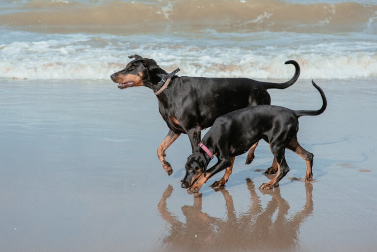 Två hundar av rasen dobermann