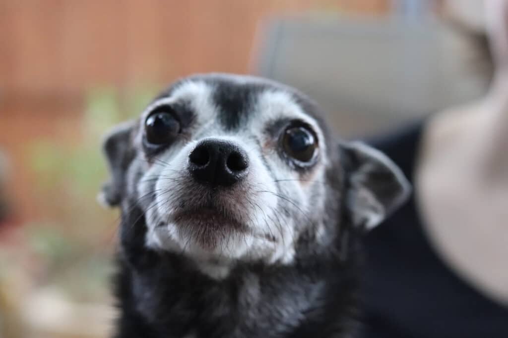 Chihuahua är en av de hundraser som lever längst