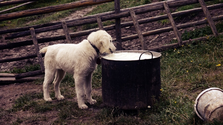 Hund som dricker mjölk