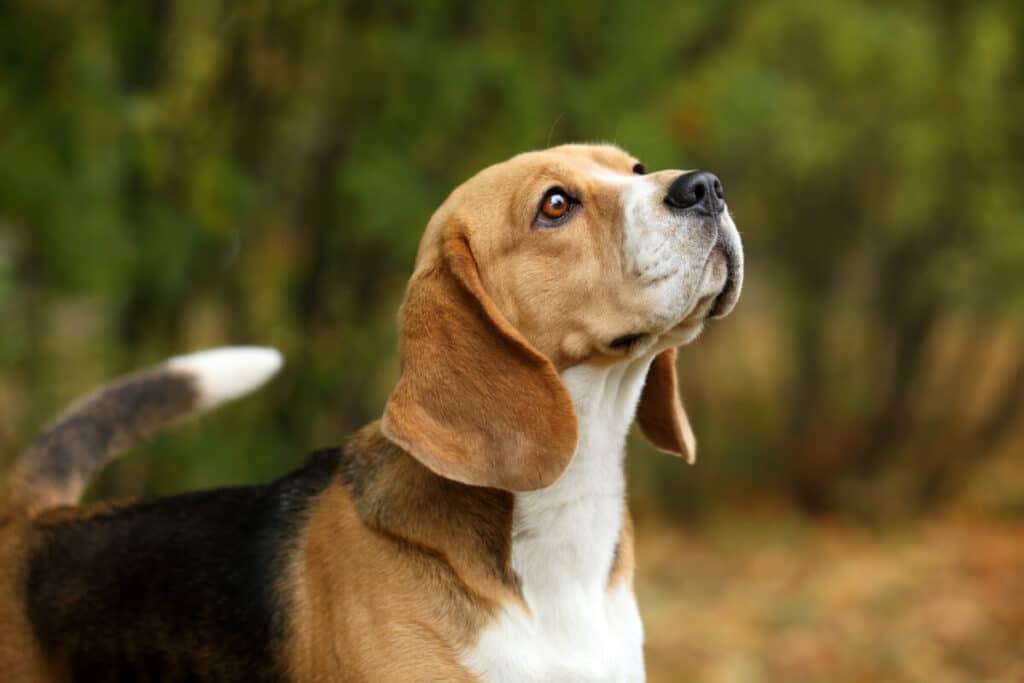 Beagle är en trefärgad hundras