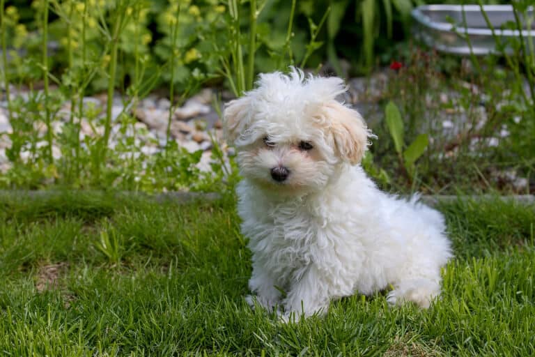 12 Hundraser Med Vit P ls Lista Med Vita Hundar Hund24