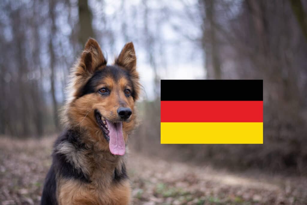 Tysk schäferhund är en populär hundras från Tyskland