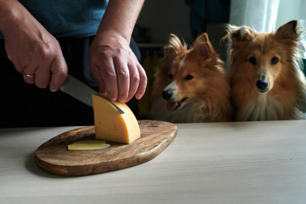 Hundar som kan äta den ost som människan skär upp
