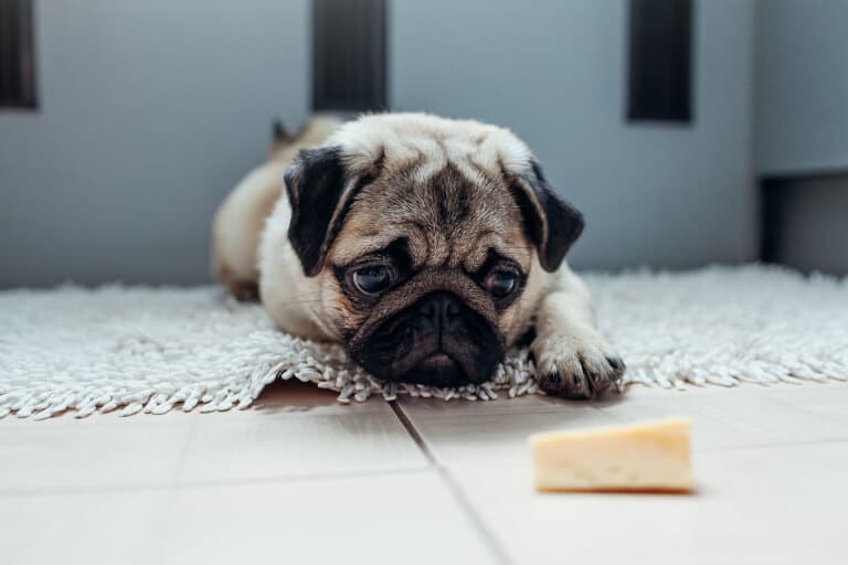 Hund som ligger på en matta och tittar på en ost som ligger på golvet
