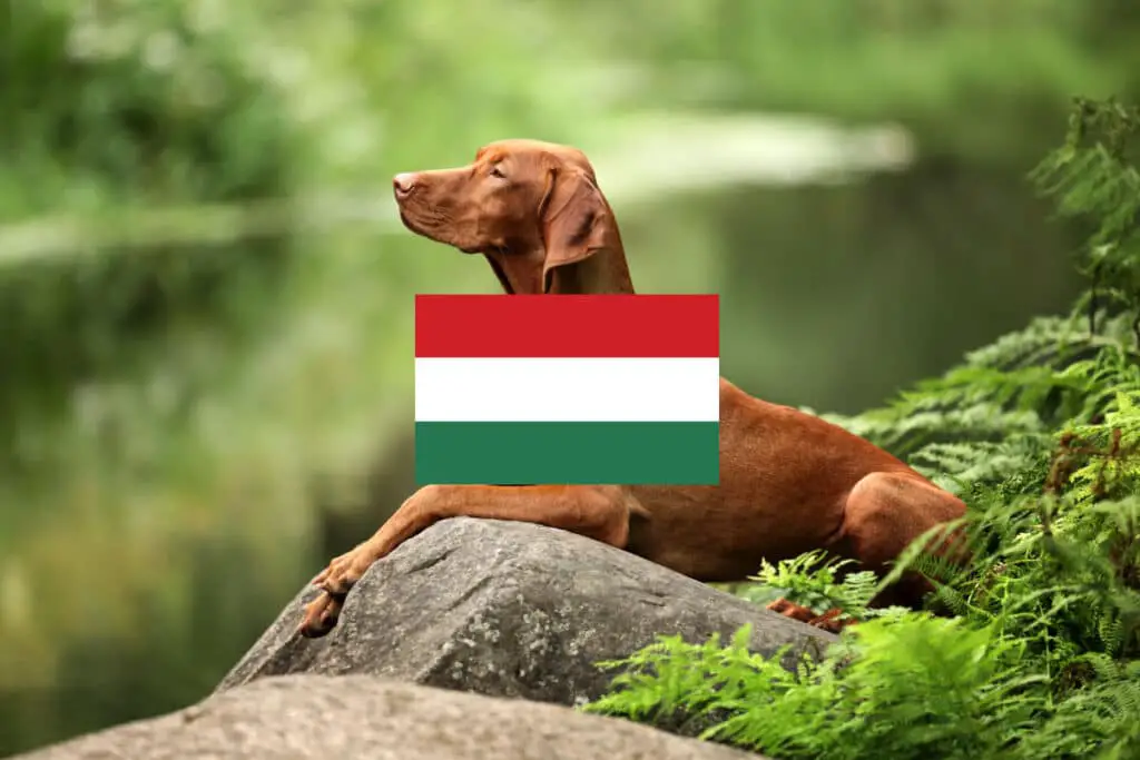 Ungersk Vizsla är en hundras från Ungern