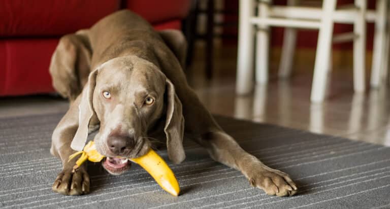 Hund som ägnar sig åt resursförsvar genom att vakta en banan