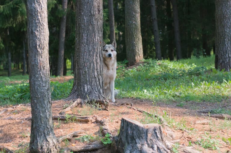 Hund som utforskar en skog