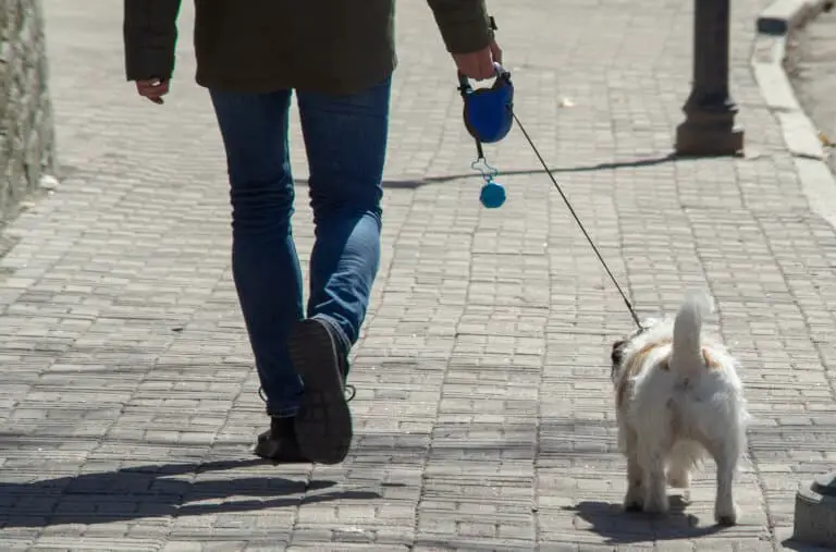 Hund som går en promenad tillsammans med sin ägare