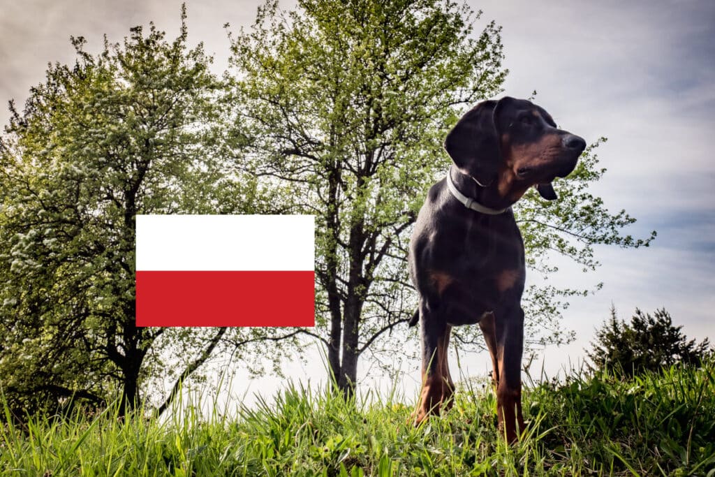 Bild på en av sex hundraser från Polen