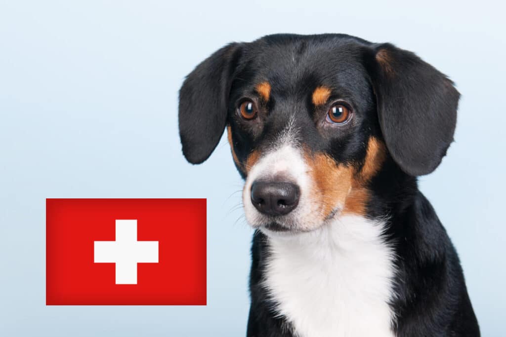 Entlebucher sennenhund är en av flera hundraser från Schweiz