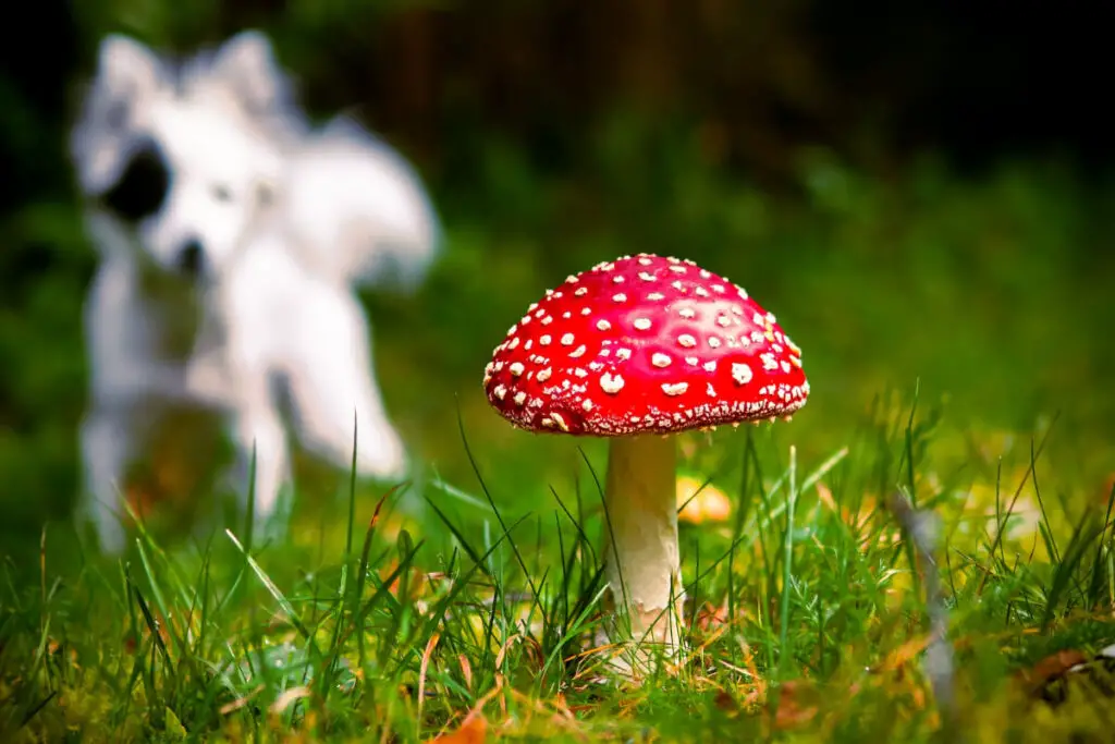 Flugsvamp är en av flera giftiga svampar för hundar