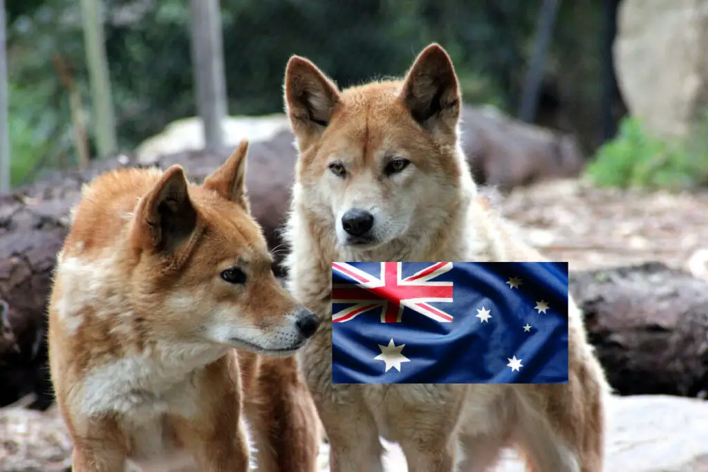 Dingon är en av flera hundraser från Australien