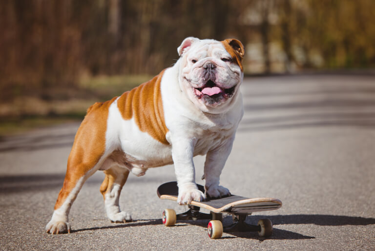 Hund med skateboard