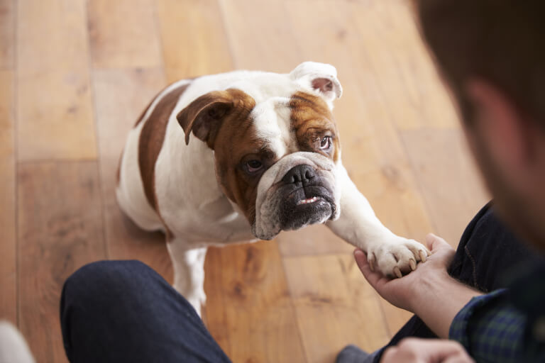 Engelsk bulldogg som interagerar med sin ägare