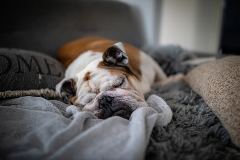 Engelsk bulldogg som ligger och sover i soffan