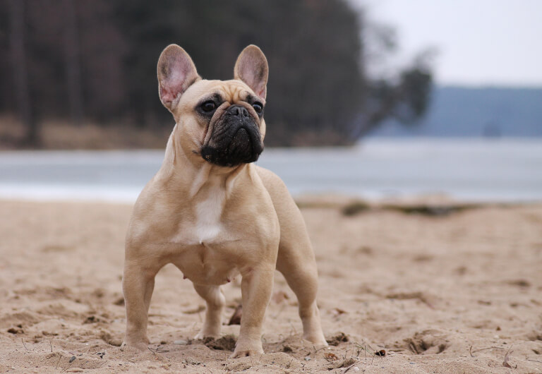 Fransk bulldog på en strand
