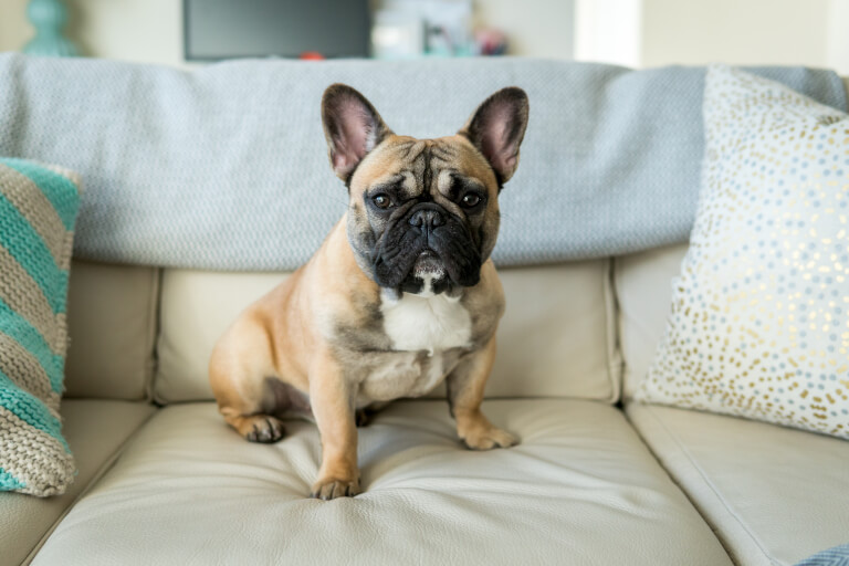 Fransk bulldogg som sitter i soffan