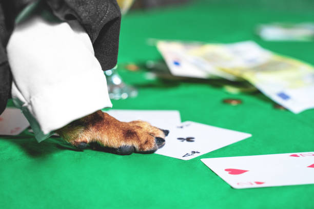 Hund poker